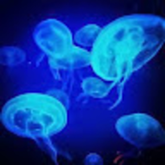 Meet your Posher, Christopher - Picture 1 of 1